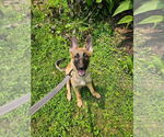Small #1 Mutt