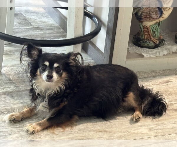 Medium Photo #3 Chihuahua Puppy For Sale in Plymouth, MN, USA