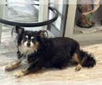 Small #2 Chihuahua