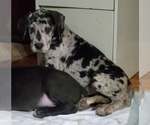 Small Photo #5 Great Dane Puppy For Sale in LYERLY, GA, USA