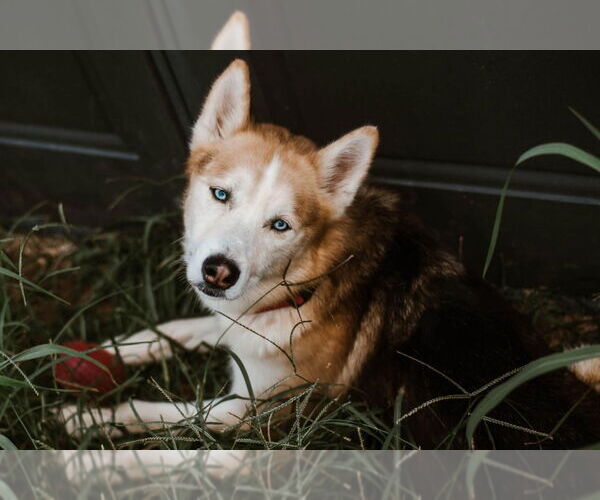 Medium Photo #8 German Shepherd Dog-Siberian Husky Mix Puppy For Sale in Evansville, IN, USA