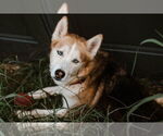 Small #7 German Shepherd Dog-Siberian Husky Mix