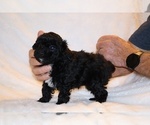 Small #7 Poodle (Toy)