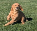 Puppy Hunter Golden Retriever