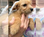Small #2 Mutt
