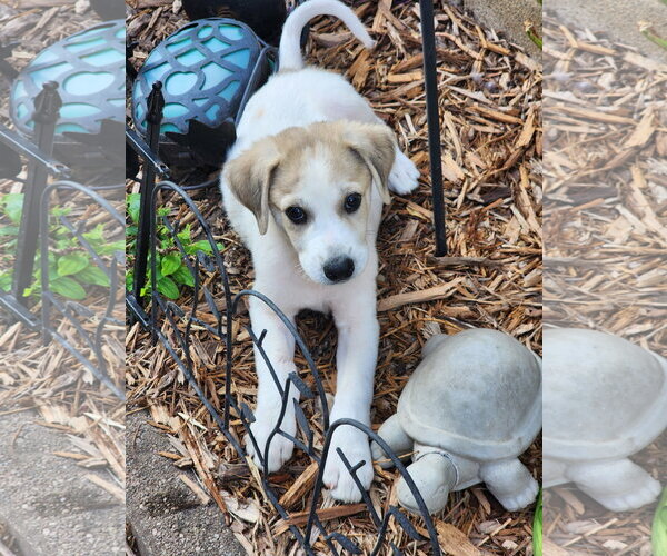 Medium Photo #3 Aussie Pyrenees Puppy For Sale in Marine City, MI, USA