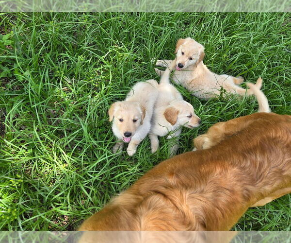 Medium Photo #3 Golden Retriever Puppy For Sale in PLANT CITY, FL, USA
