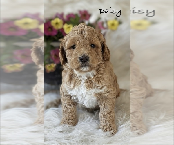 Medium Photo #4 Australian Labradoodle Puppy For Sale in WASH, NC, USA