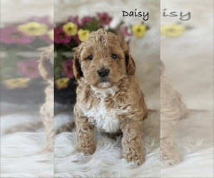 Medium Australian Labradoodle