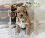 Puppy 3 Australian Labradoodle