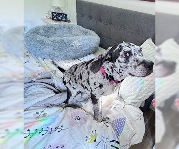 Medium Photo #12 Black and Tan Coonhound-Catahoula Leopard Dog Mix Puppy For Sale in Atlanta, GA, USA