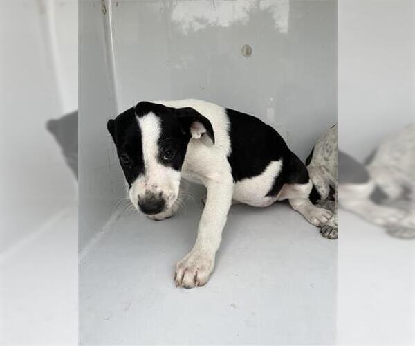 Medium Photo #1 Labrador Retriever Puppy For Sale in Houston, TX, USA