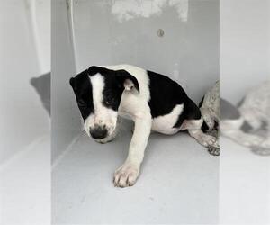 Labrador Retriever Dogs for adoption in Houston, TX, USA