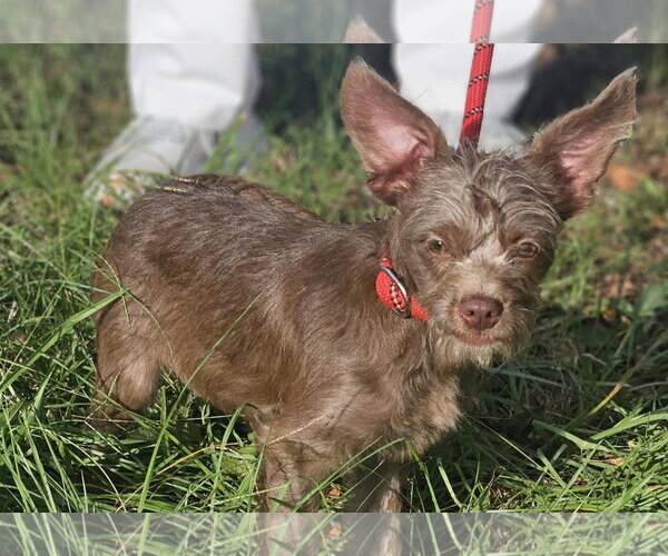 Medium Photo #4 Chihuahua-Unknown Mix Puppy For Sale in Wakefield, RI, USA