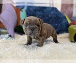 Small #4 English Bulldog