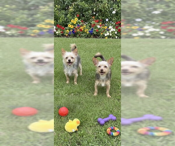 Medium Photo #6 Mutt Puppy For Sale in Weston, FL, USA