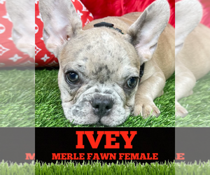 French Bulldog Puppy for sale in HEATHROW, FL, USA