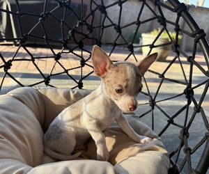 Chihuahua Puppy for sale in WEBSTER, FL, USA