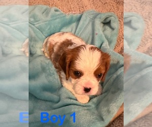 Cavalier King Charles Spaniel Puppy for Sale in PFLUGERVILLE, Texas USA