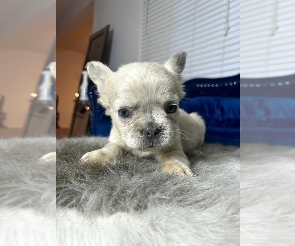 Medium Photo #20 French Bulldog Puppy For Sale in DENVER, CO, USA