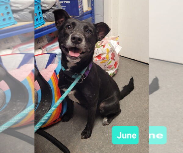 Medium Photo #4 Labrador Retriever-Unknown Mix Puppy For Sale in Richmond, IN, USA