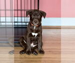 Small #14 Huskies -Labrador Retriever Mix