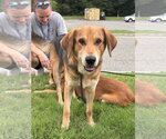 Small #1 Mutt