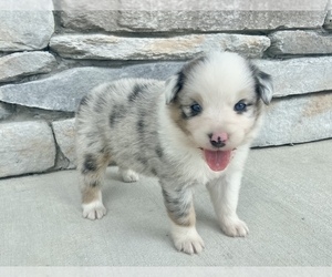 Australian Shepherd Puppy for sale in ROBERTS, IL, USA
