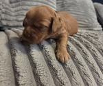 Small #1 Golden Retriever-Poodle (Toy) Mix