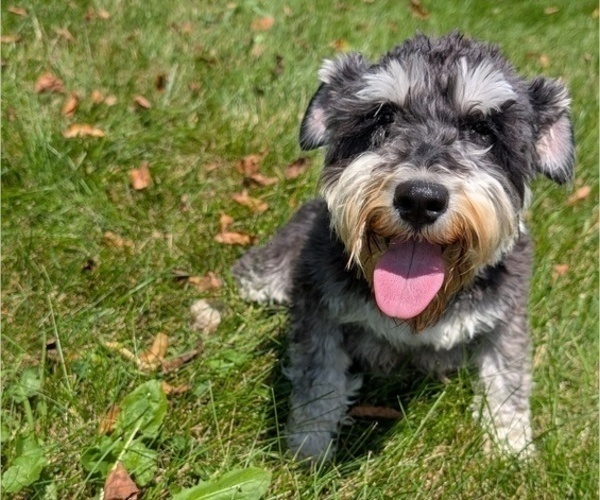 Medium Photo #21 Schnauzer (Miniature) Puppy For Sale in GOSHEN, IN, USA
