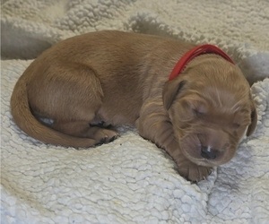 Medium Golden Irish-Golden Retriever Mix