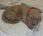 Puppy Red Golden Irish-Golden Retriever Mix