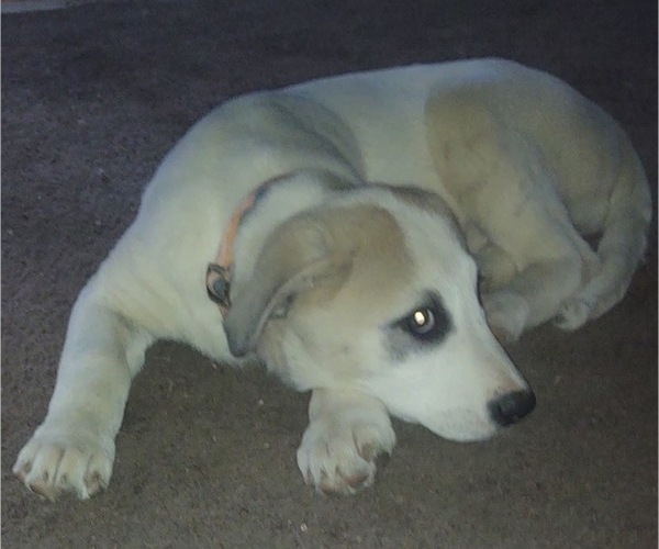Medium Photo #3 German Shepherd Dog-Great Pyrenees Mix Puppy For Sale in JONESBORO, GA, USA