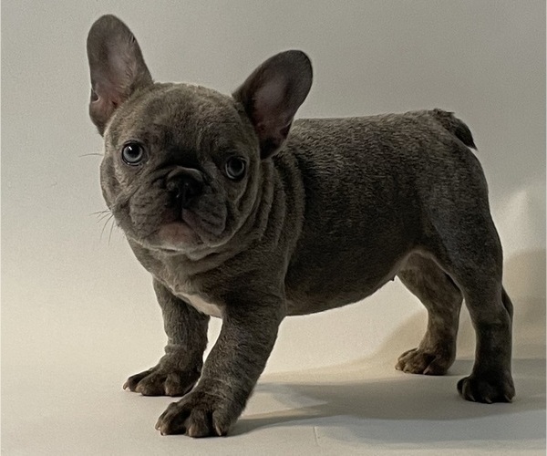 Medium Photo #1 French Bulldog Puppy For Sale in SUISUN CITY, CA, USA