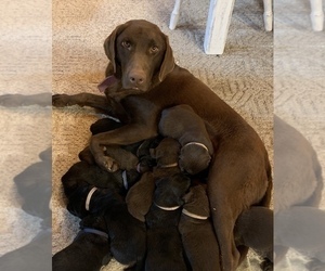 Mother of the Labrador Retriever puppies born on 12/12/2020