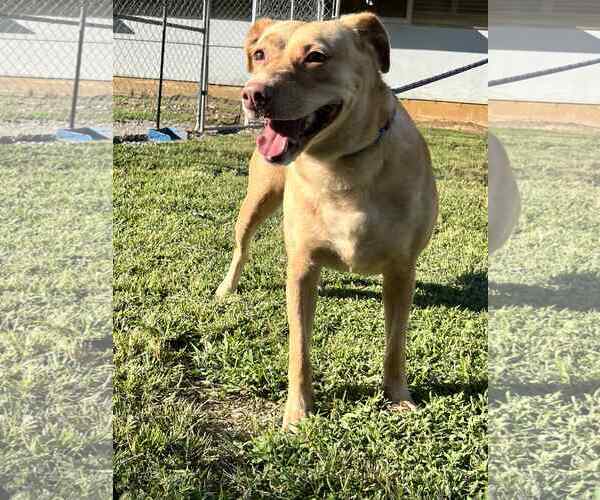 Medium Photo #2 Labrador Retriever Puppy For Sale in Crandall, GA, USA
