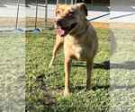 Small #1 Labrador Retriever