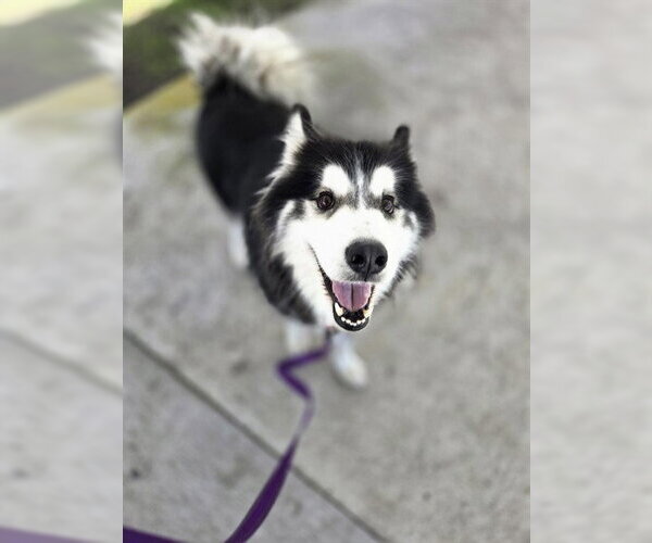 Medium Photo #1 Siberian Husky Puppy For Sale in Palmetto, FL, USA