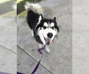 Siberian Husky Dogs for adoption in Palmetto, FL, USA