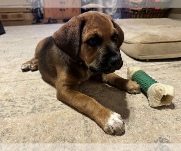Medium Photo #3 Mutt Puppy For Sale in Duluth, MN, USA