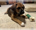 Small #2 Mutt