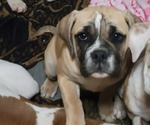 Puppy Christine American Bulldog-English Bulldog Mix