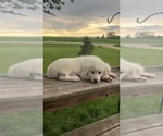 Small Photo #5 Great Pyrenees Puppy For Sale in PAULLINA, IA, USA