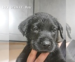 Small Photo #1 Labrottie Puppy For Sale in BOOTHWYN, PA, USA