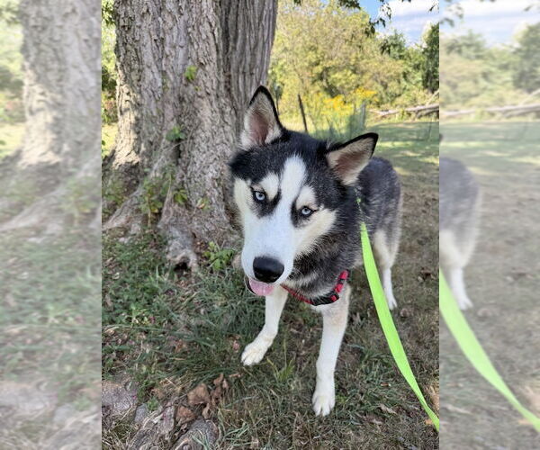 Medium Photo #11 Siberian Husky Puppy For Sale in Shermans Dale, PA, USA
