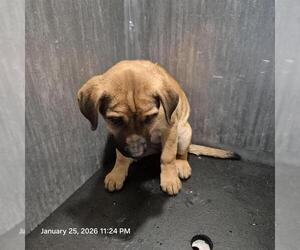 Labrador Retriever-Unknown Mix Dogs for adoption in San Antonio, TX, USA