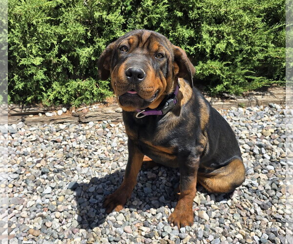Medium Photo #2 Rottweiler-Unknown Mix Puppy For Sale in Albuquerque, NM, USA
