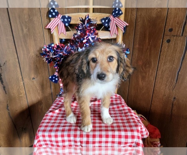 Medium Photo #7 Bernedoodle (Miniature) Puppy For Sale in BLACK FOREST, CO, USA