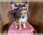 Small Photo #109 Bernedoodle (Miniature) Puppy For Sale in BLACK FOREST, CO, USA