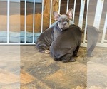 Small Photo #13 French Bulldog Puppy For Sale in EDMOND, OK, USA